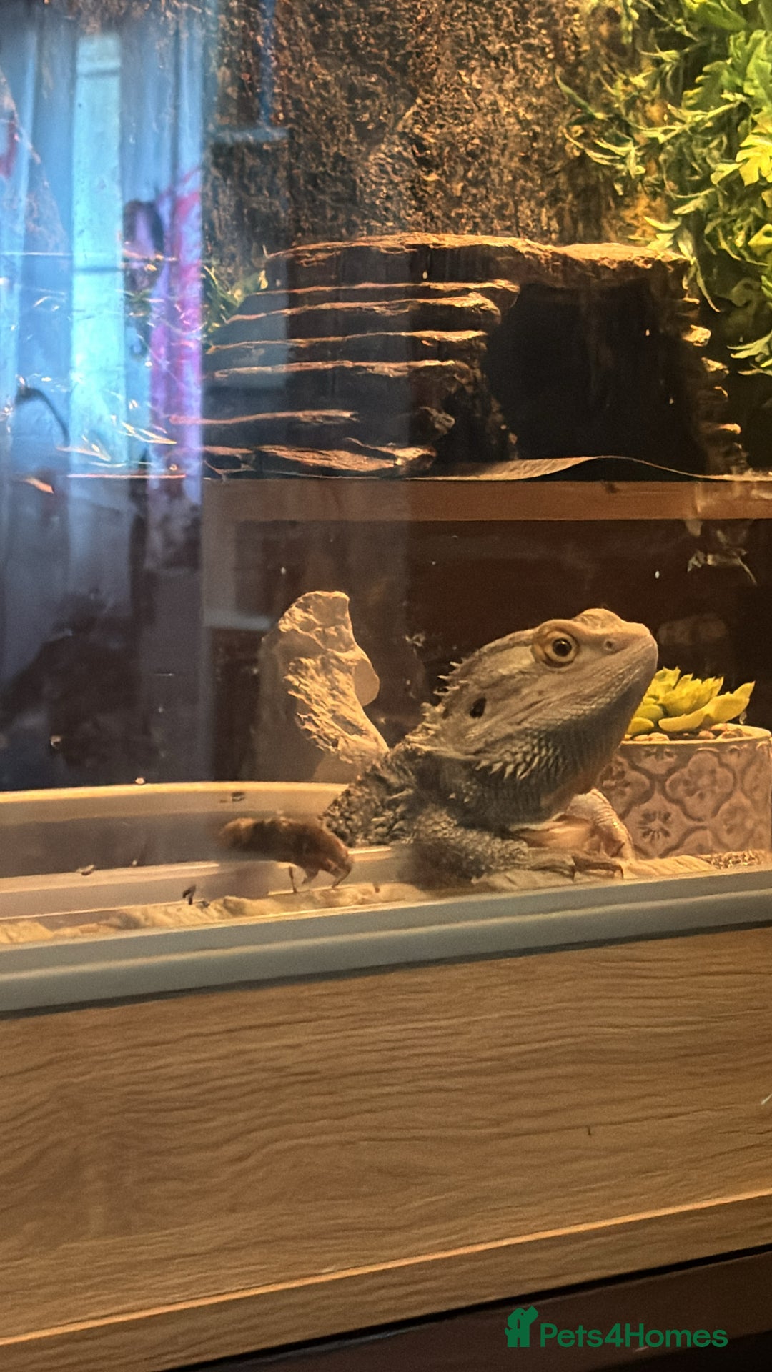 Bearded Dragon reptiles for sale: Bearded dragon + full set up  - Image 1