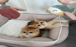 Brazilian Shorthair cats for sale: Golden British Shorthair kittens - Image 11