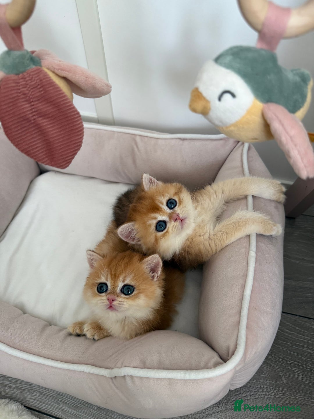 Brazilian Shorthair cats for sale: Golden British Shorthair kittens - Image 11