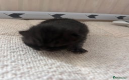 British Shorthair cats for sale: Pure British shorthair kittens  - Advert 13