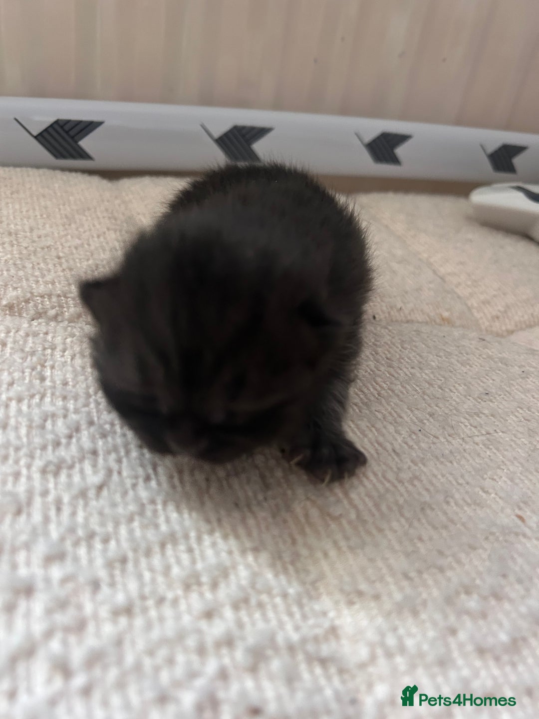 British Shorthair cats for sale: Pure British shorthair kittens  - Advert 13