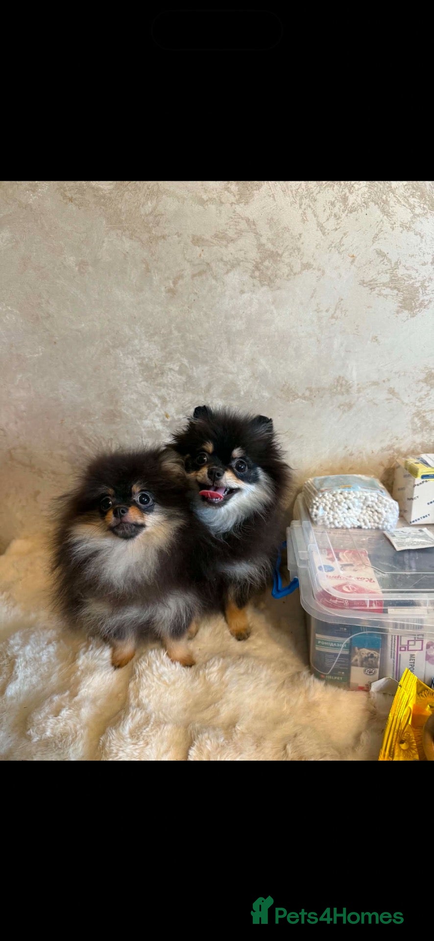 Pomeranian dogs Girl Pomeranians 🖤🤍 - Advert 13
