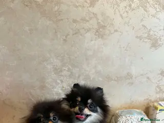 Pomeranian dogs Girl Pomeranians 🖤🤍 - Advert 1
