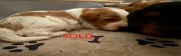 Cockapoo dogs for sale: Toy Poodle x Cockerpoo Puppies - Advert 8