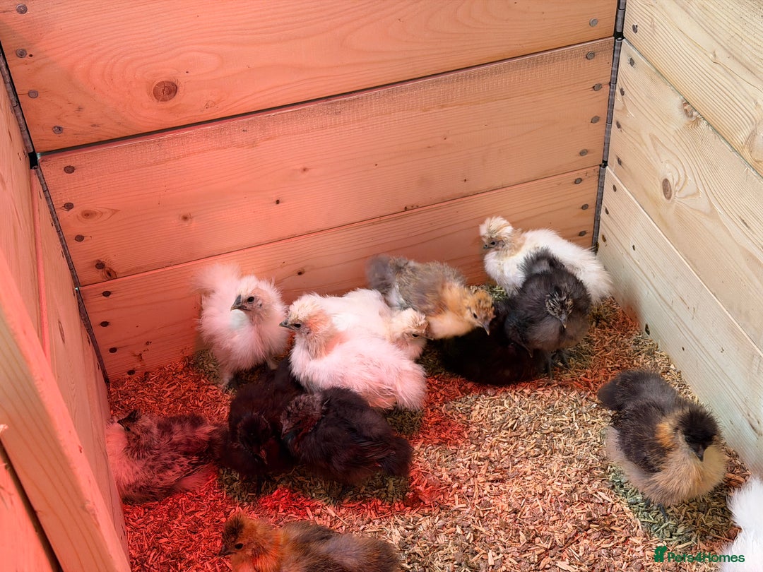 Chickens poultry for sale: ⭐️Silkie chicks and hatching eggs⭐️ - Advert 11