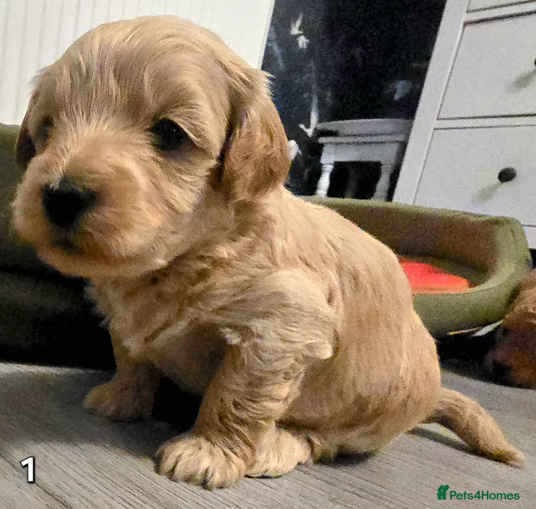 Maltipoo dogs for sale: Loving F2 Maltipoo Puppies Raised at Home 🐾 - Advert 5