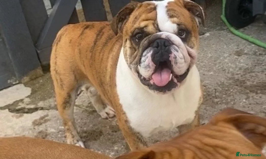 Mixed Breed dogs for sale: 6 beautiful puppies ready 14th August  in Cwmbran - Advert 8