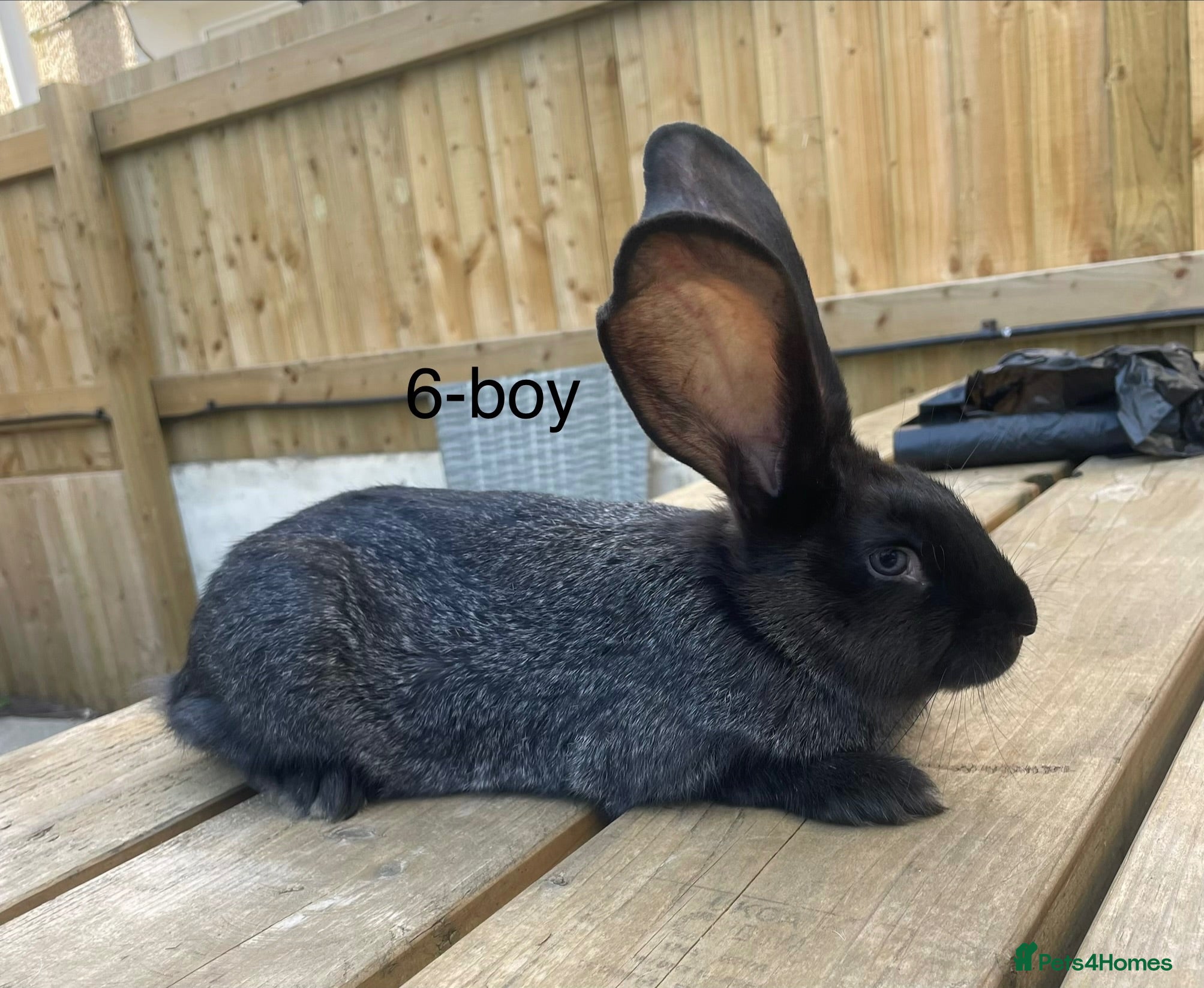 Continental Giant rabbits Beautiful pure bred continental giants - Advert 2