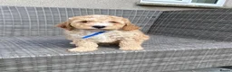 Cavapoochon dogs for sale: Cavapoochon Pups For Sale - Advert 6