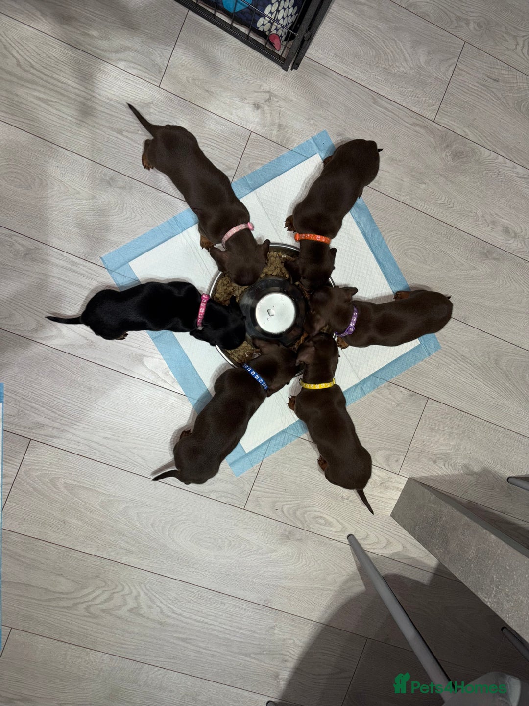 Miniature Dachshund dogs for sale: Miniature Dachshund Puppies  - Advert 10