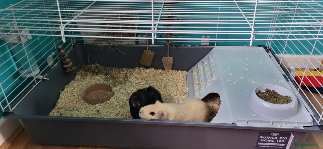 Guinea Pig rodents for sale: 2 Male Guinea pigs in need of a new home!  - Image 5