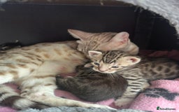 Bengal cats for sale: Stunning Silver & Charcoal Bengal Boys & Girls! - Image 6