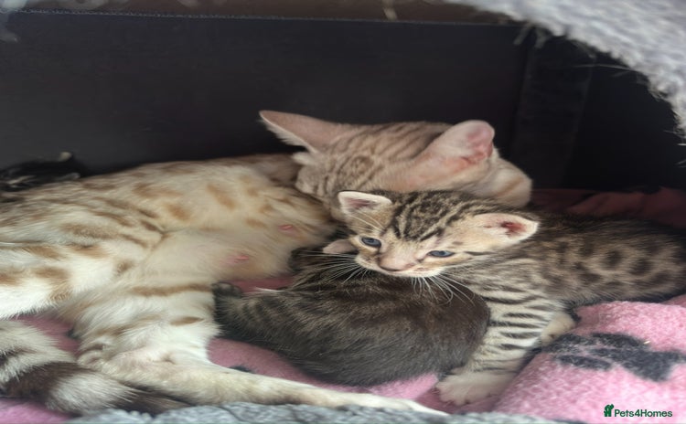 Bengal cats - Advert 2