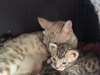 Bengal cats - Advert 3