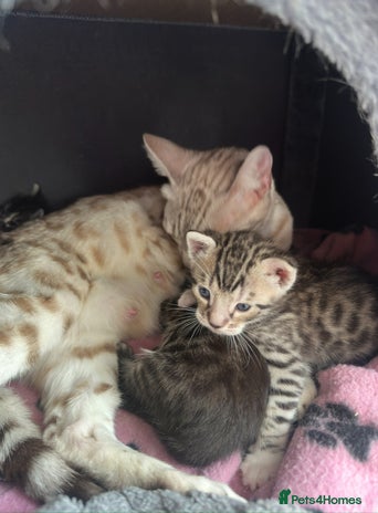 Bengal cats - Advert 2