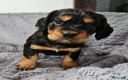 Cocker Spaniel dogs for sale: Working Cocker Spaniel Puppies  - Image 20
