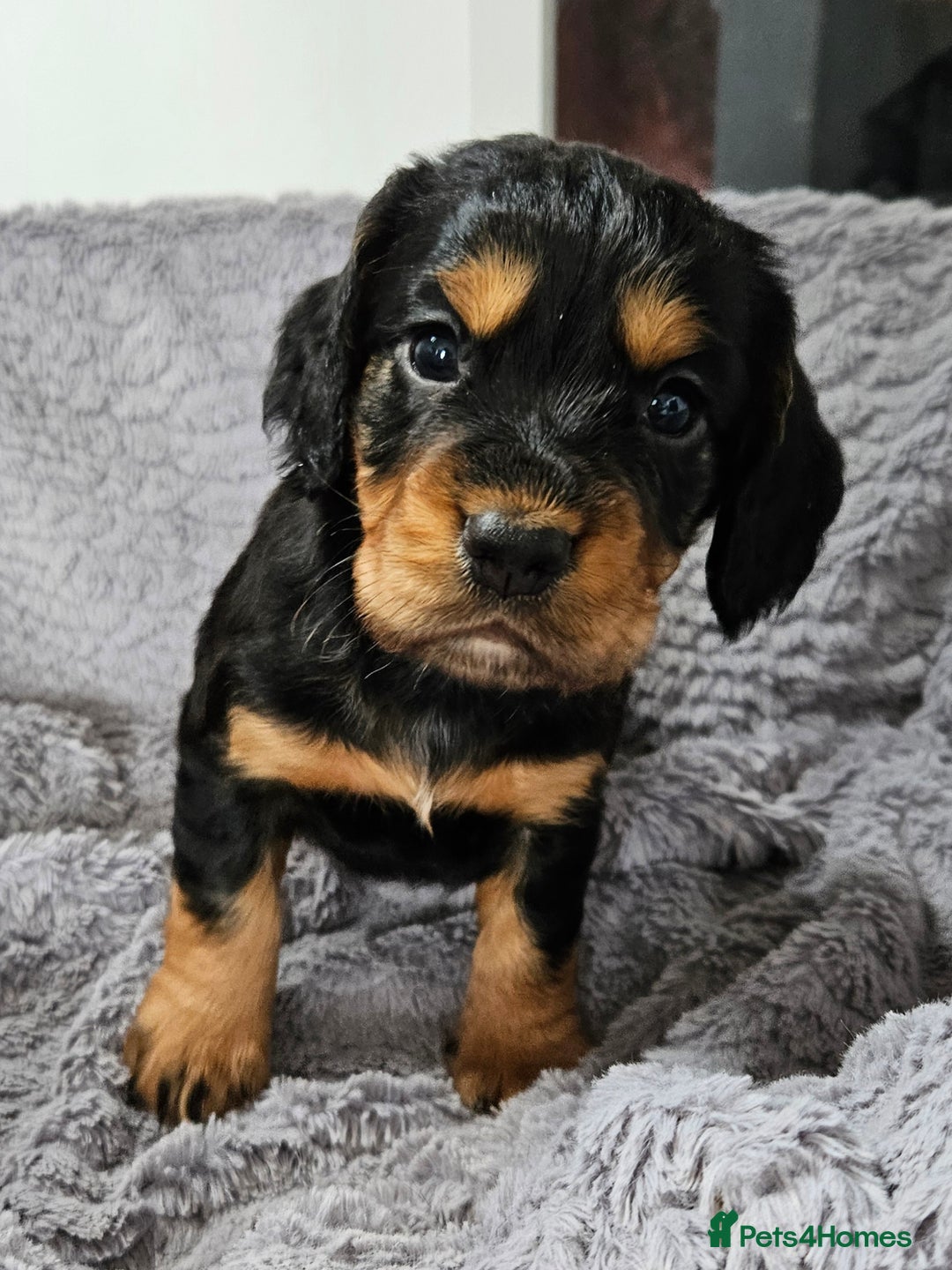 Cocker Spaniel dogs for sale: Working Cocker Spaniel Puppies  - Image 20