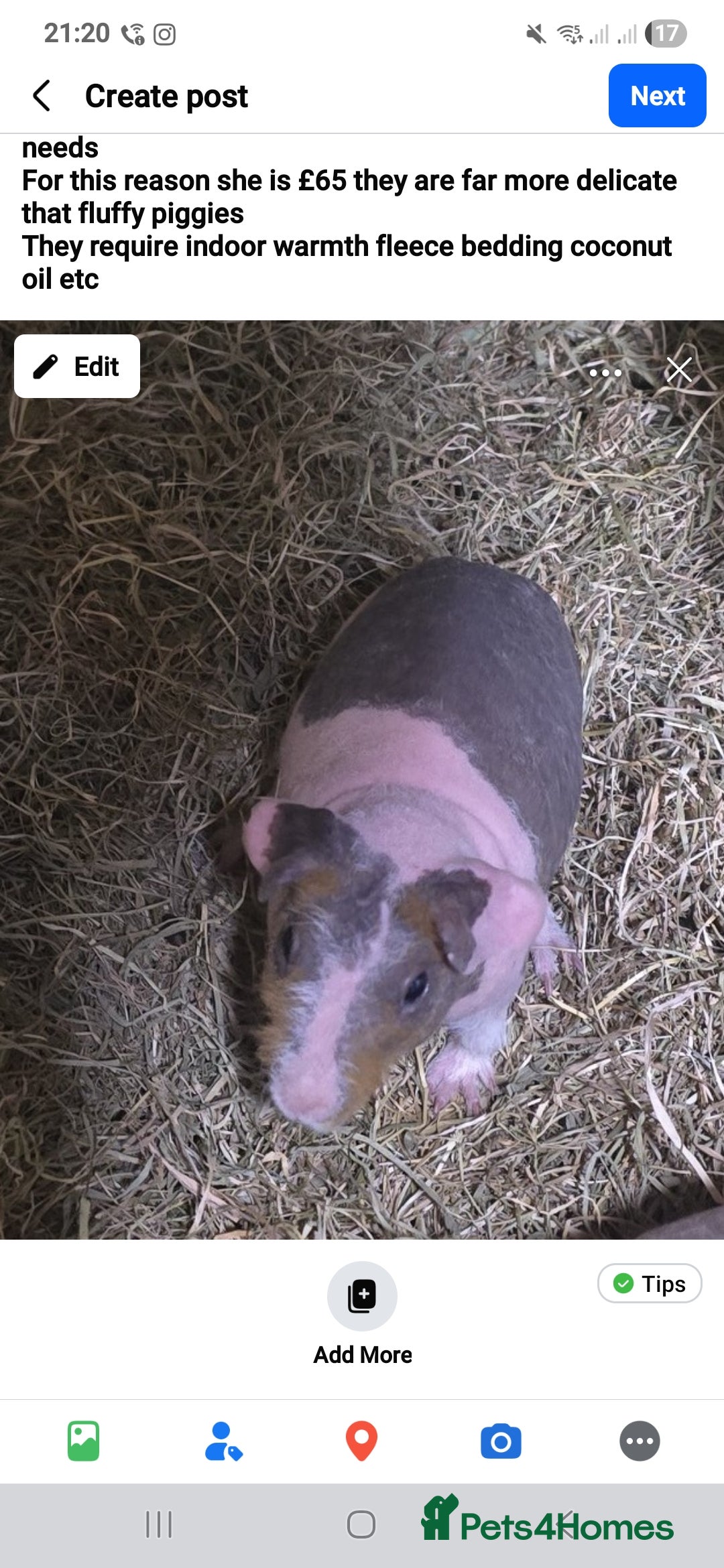 Guinea Pig rodents for sale: 5 month old skinny Werewolf guinea pig female  - Advert 1