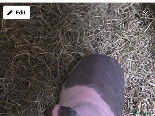 Guinea Pig rodents 5 month old skinny Werewolf guinea pig female - Advert 15