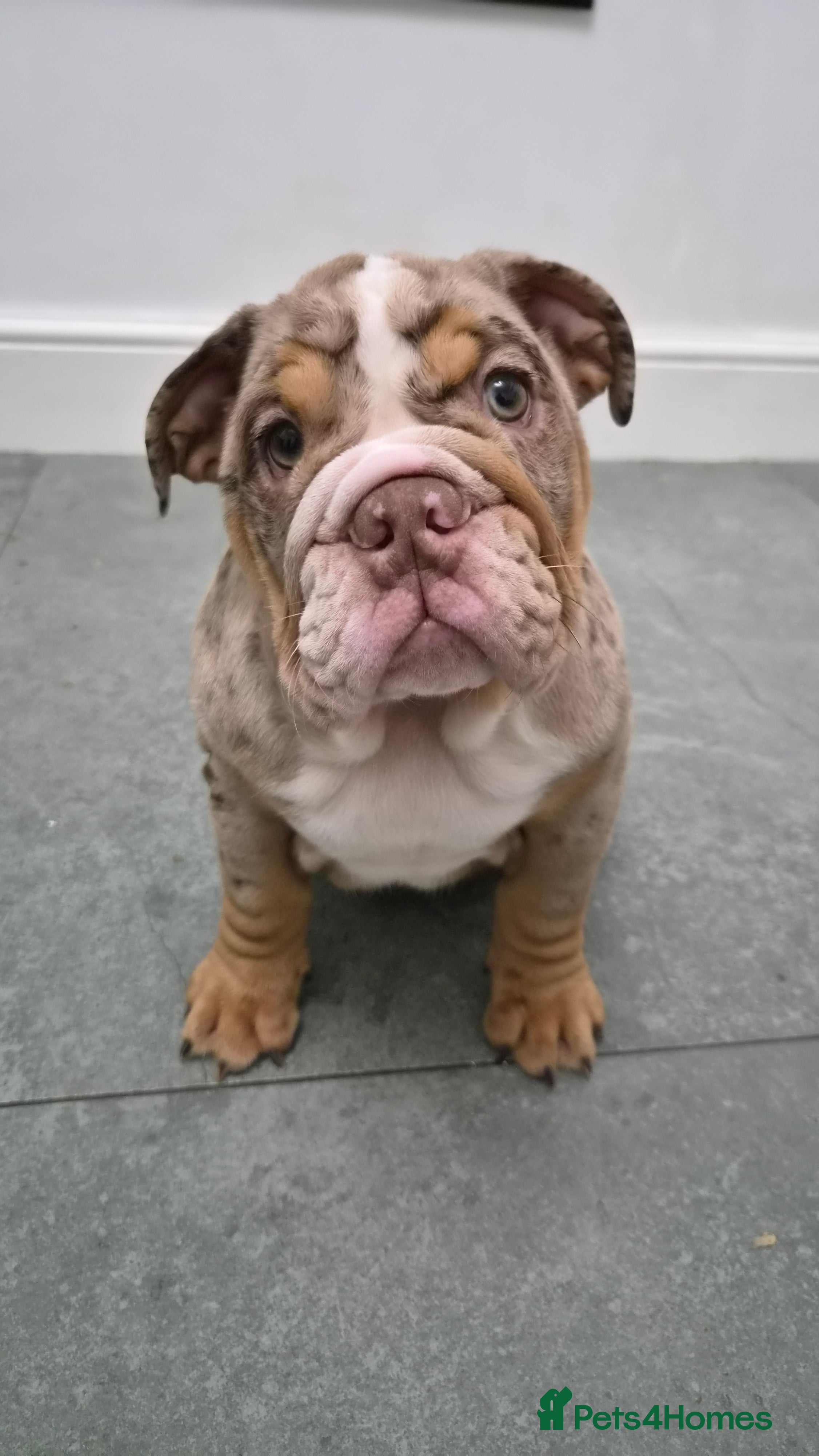 English Bulldog dogs 📢 REDUCED 📢 8 Quality English Bulldog Pups - Advert 2