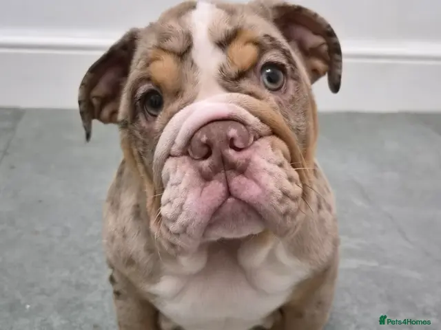 English Bulldog dogs for sale: 📢 REDUCED 📢 8 Quality English Bulldog Pups - Advert 2