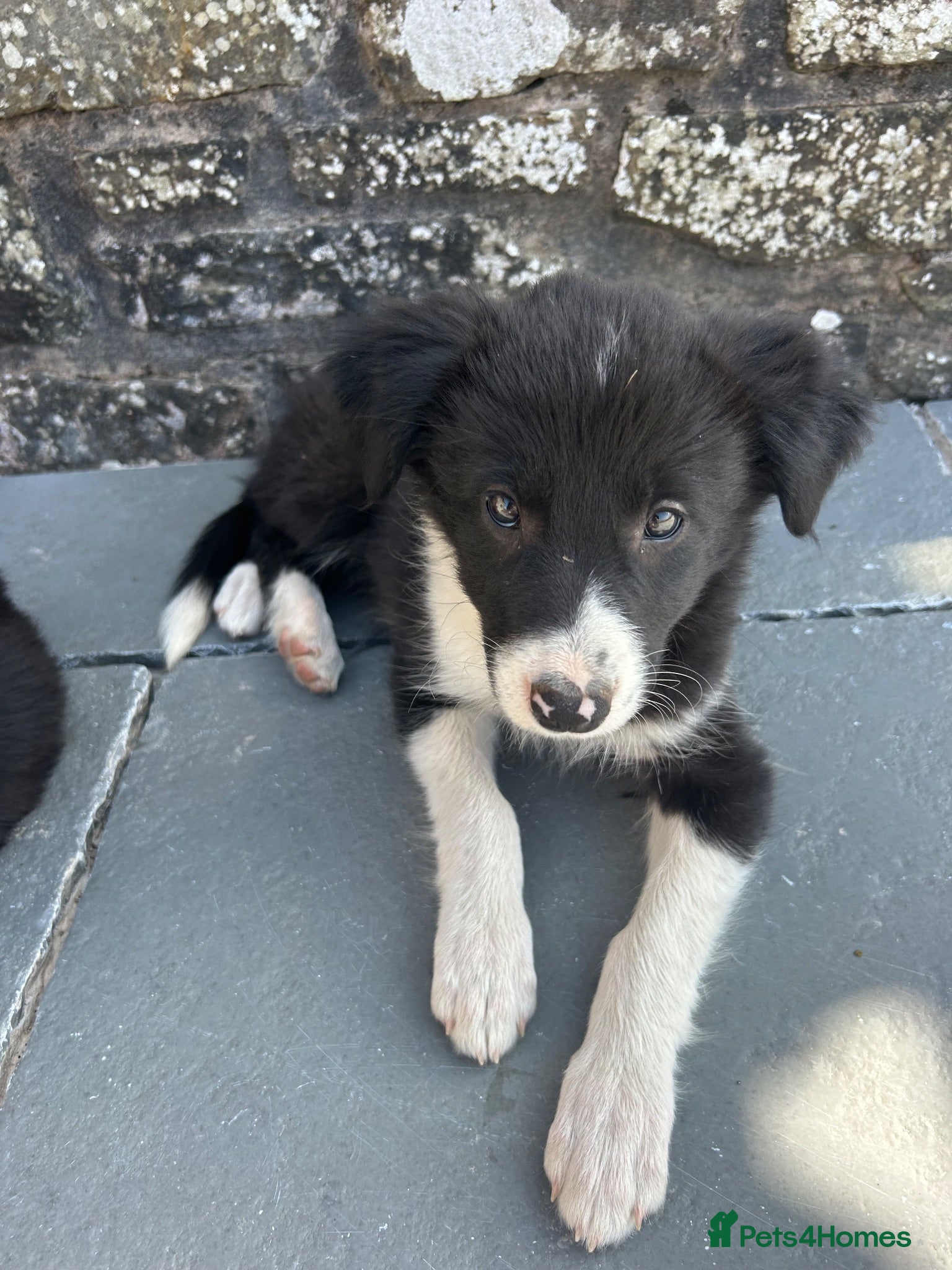 Mixed Breed dogs 🐾 Six Beautiful Welsh Border Collies 🐾 - Advert 2