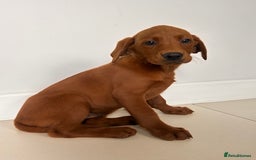 Labrador Retriever dogs for sale: Darkest Fox Red Labrador Puppies  - Image 1