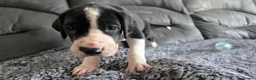 Great Dane dogs for sale: Championship Great Dane Pups  - Advert 5