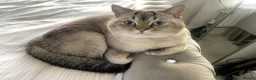 Scottish Fold cats for sale: 3 x Scottish Fold Cats – Loving Homes Wanted  - Advert 9