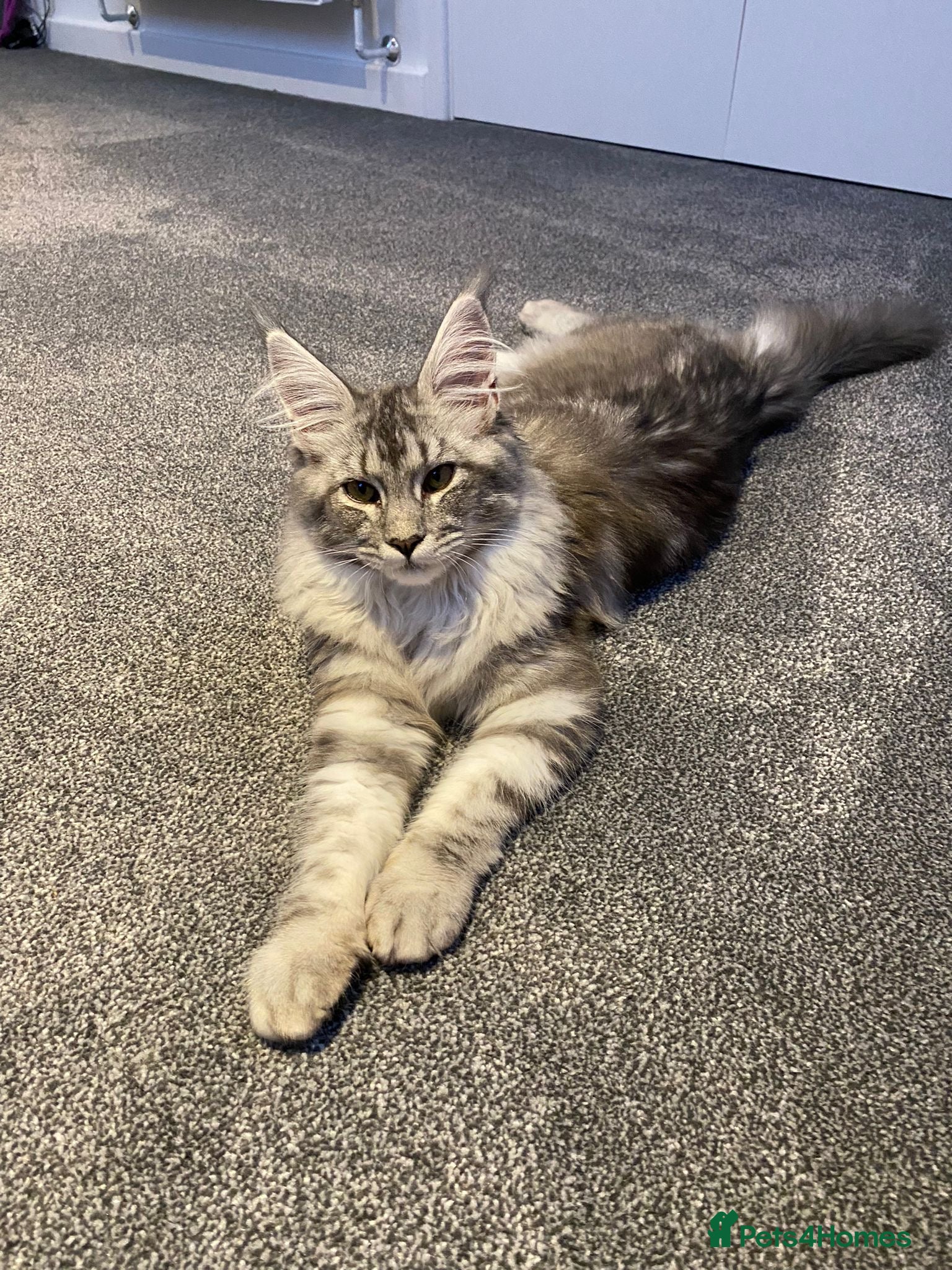 Maine Coon cats for sale: 3 beautiful Maine coon/ Mix boy kittens left  - Advert 2