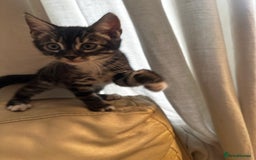 Bengal cats for sale: Stunning Silver & Charcoal Bengal Boys & Girls! - Image 20
