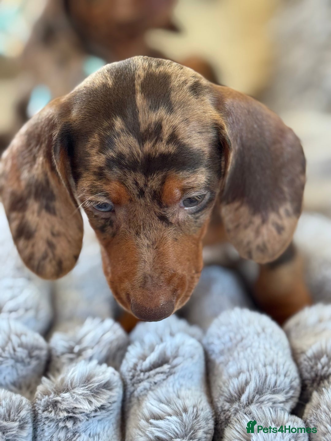Miniature Dachshund dogs for sale: ❤️🐾💫 Outstanding Miniature Dachshunds 🐾❤️💫 - Image 24