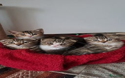 Scottish Fold cats for sale: Scottish fold/straight kittens  - Image 2