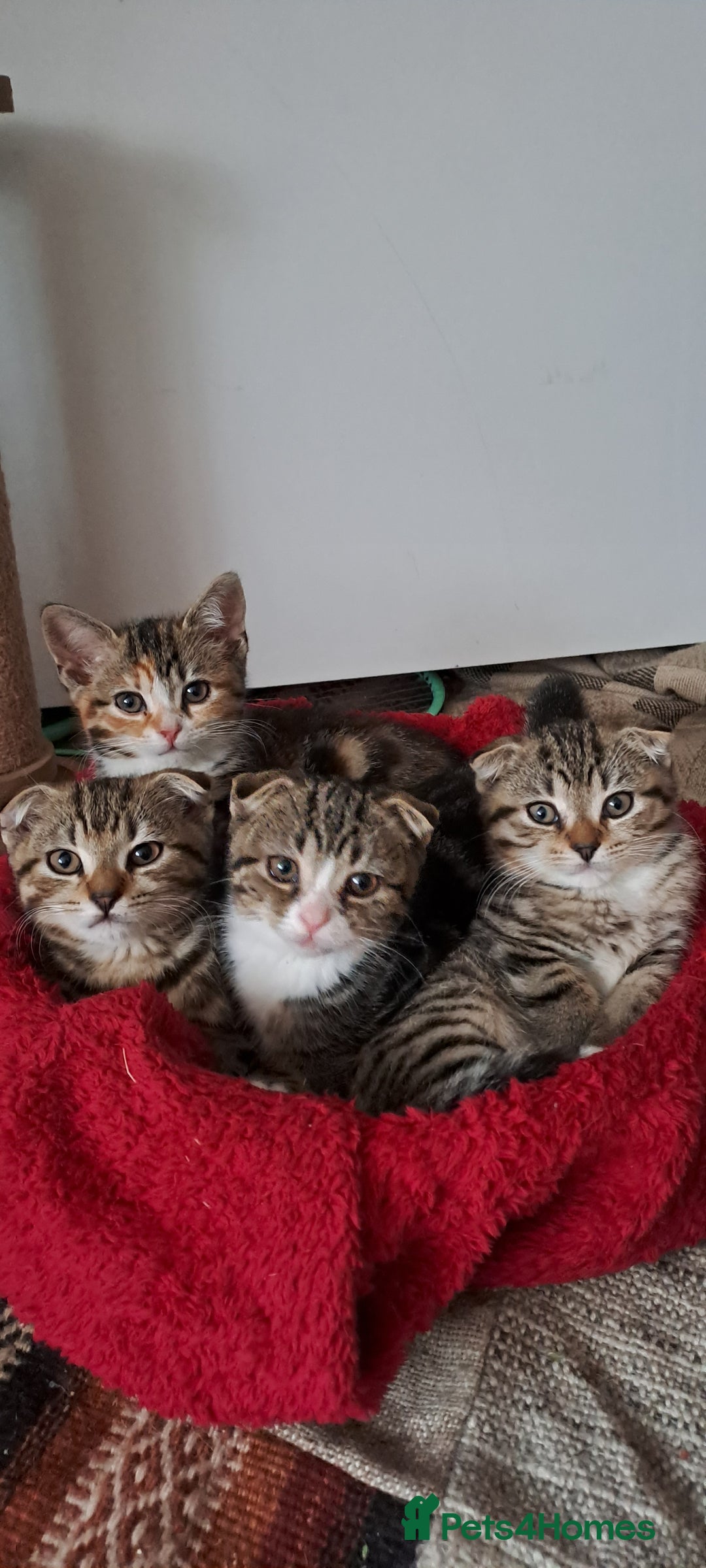 Scottish Fold cats for sale: Scottish fold/straight kittens  - Image 2