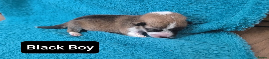 Corgi Pup Black Boy red and white