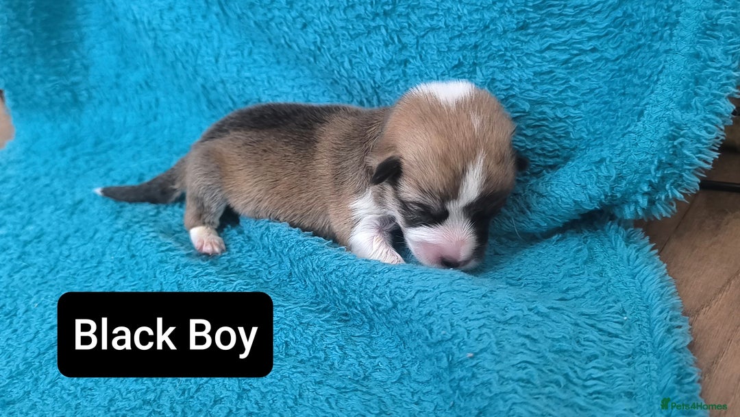 Welsh Corgi Pembroke dogs for sale: Stunning Welsh Pembroke Corgi pups KC registered - Image 5