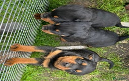 Rottweiler dogs for sale: Top quality German bred rottweilers - Image 9