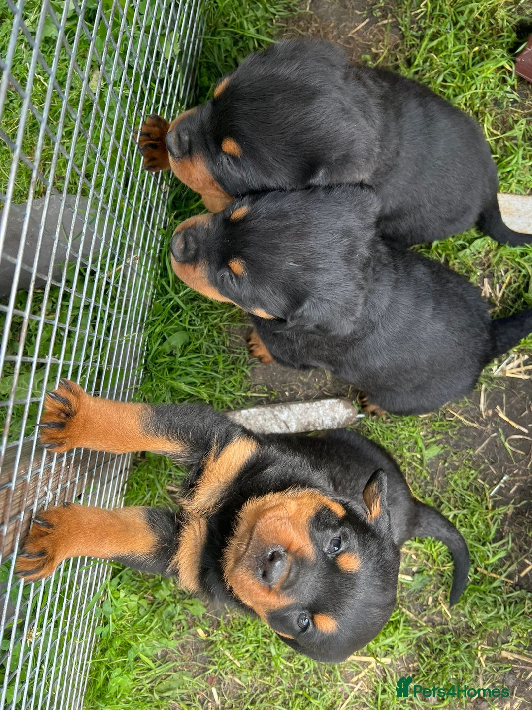 Rottweiler dogs for sale: Top quality German bred rottweilers - Image 9