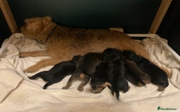 Lakeland Terrier dogs for sale: Lakeland Terrier pups - working style black & tan! - Image 12