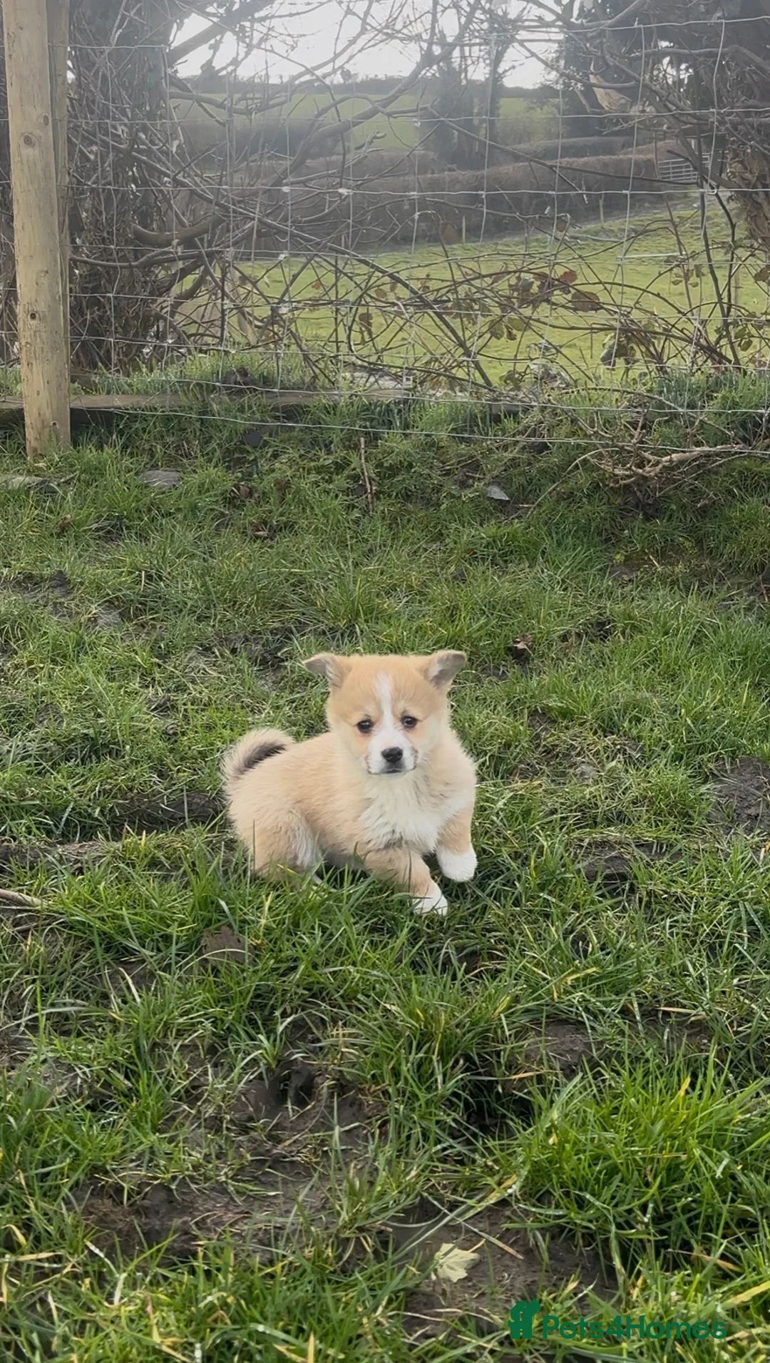 Welsh Corgi Pembroke dogs for sale: Pembrokeshire corgi puppies - Advert 4
