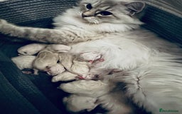 Ragdoll cats for sale: Stunning Registered Ragdoll Kittens - Image 6
