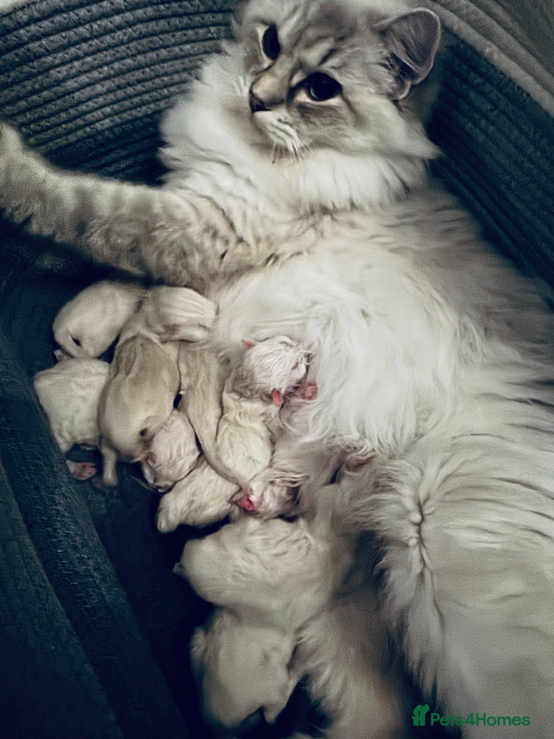 Ragdoll cats for sale: Stunning Registered Ragdoll Kittens - Image 6
