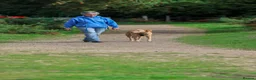 Mixed Breed dogs for adoption: Marvellous Moose - Advert 9