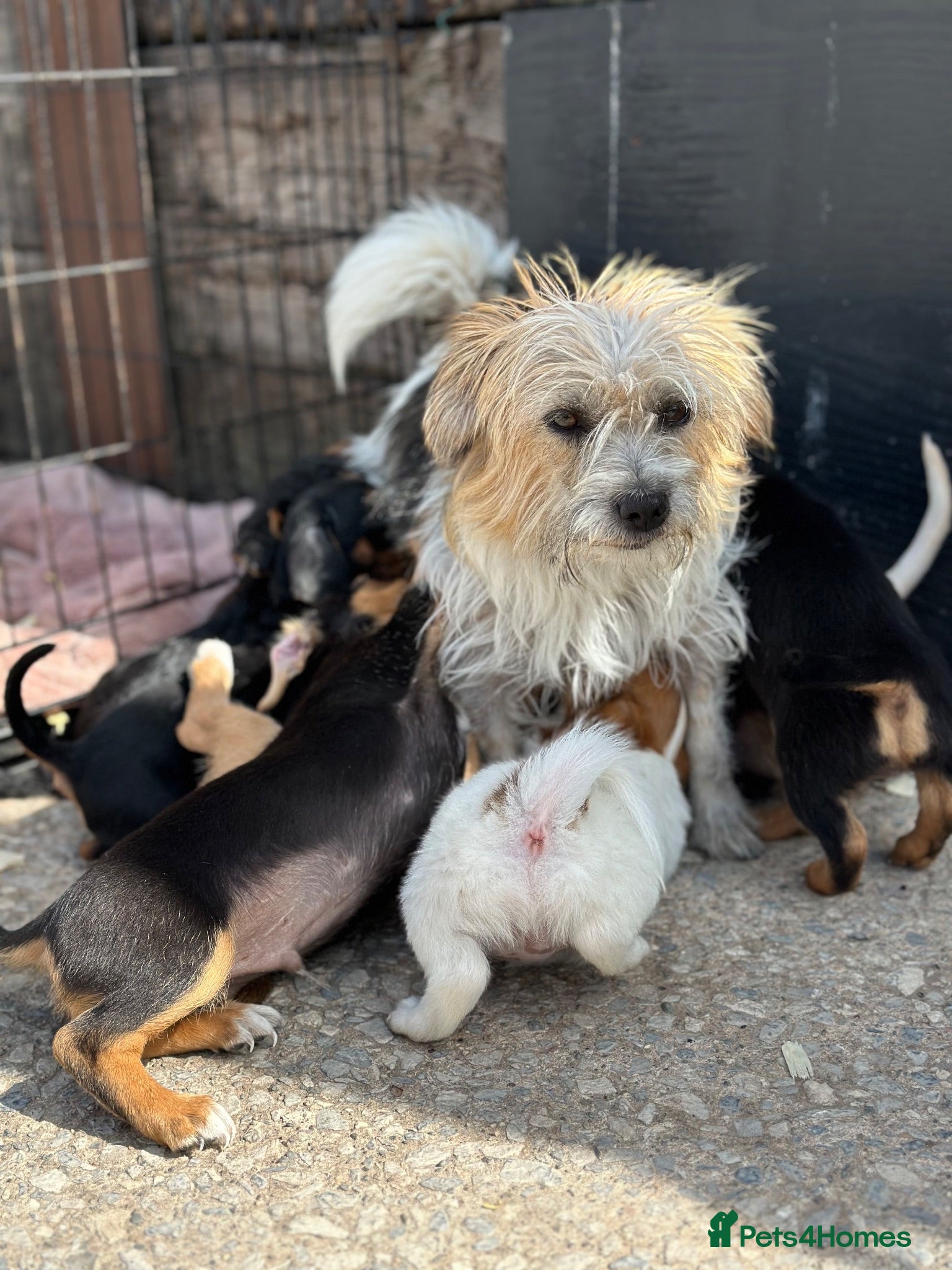 Patterjack dogs 3/4 jack Russel pups looking for new homes - Advert 2