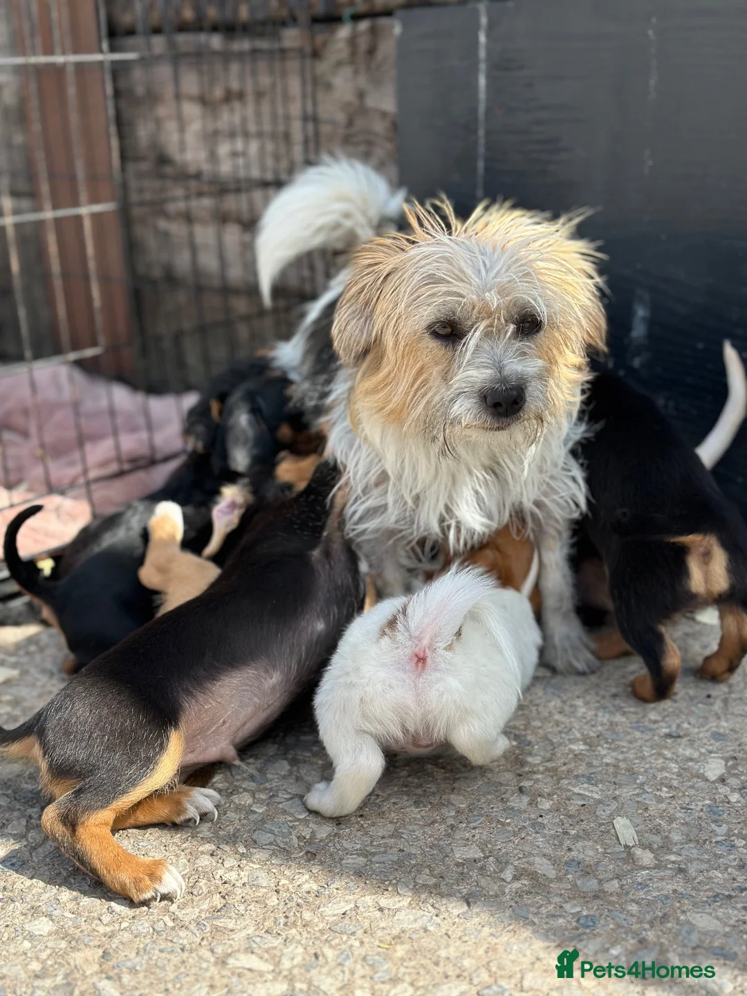 Patterjack dogs for sale: 3/4 jack Russel pups looking for new homes - Advert 2