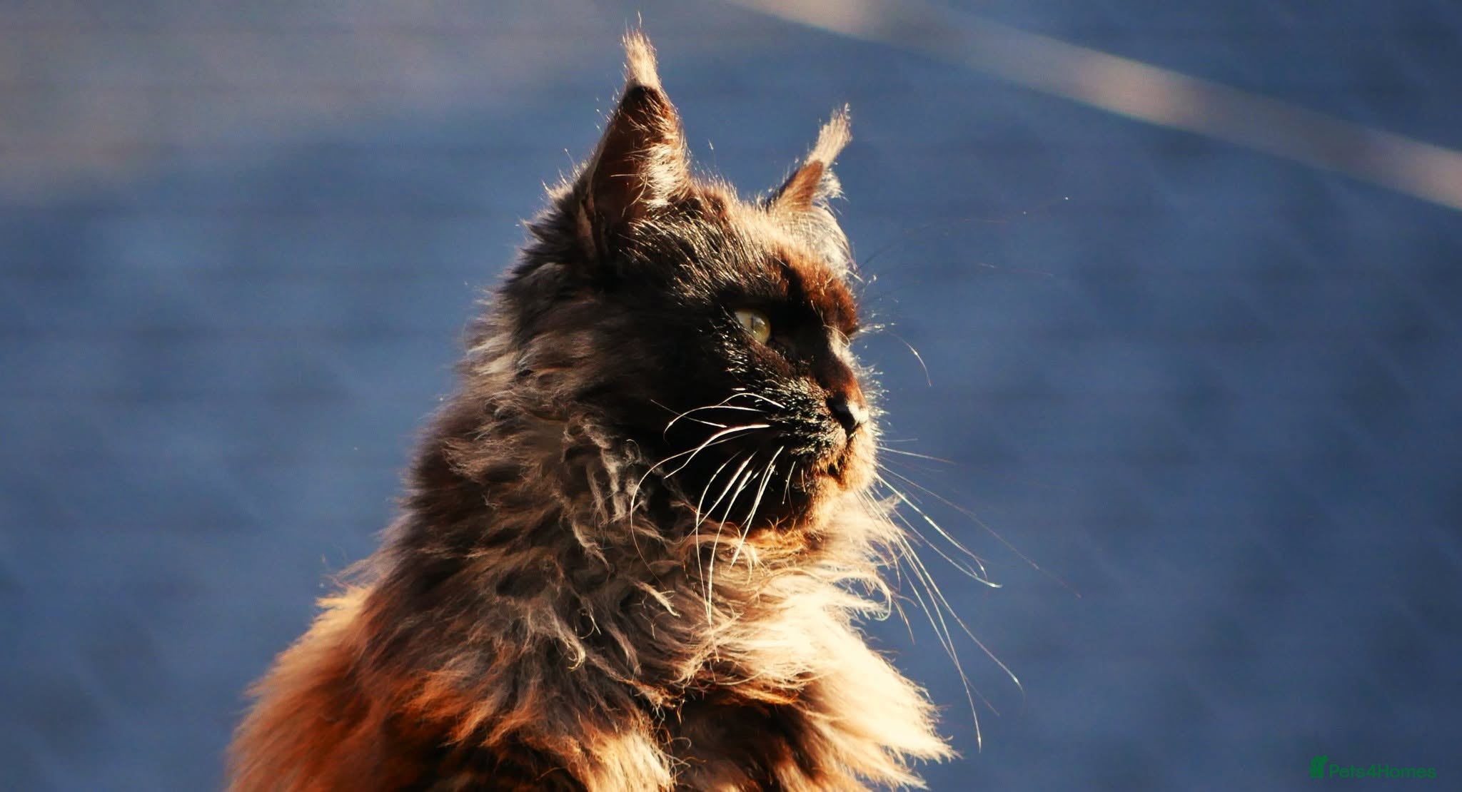 Mixed Breed cats 🐱 Beautiful Half Maine Coon Kitten For Sale - Advert 7