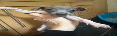 Italian Greyhound 3
