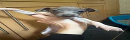 Italian Greyhound dogs for sale: Italian Greyhound puppies ready to leave  - Advert 13