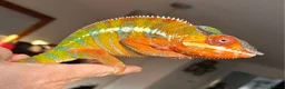 Chameleon reptiles for sale: Male blue bar - Advert 3