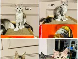 Maine Coon cats Maine coon polydactyls kittens DNA clear TICA reg - Advert 11